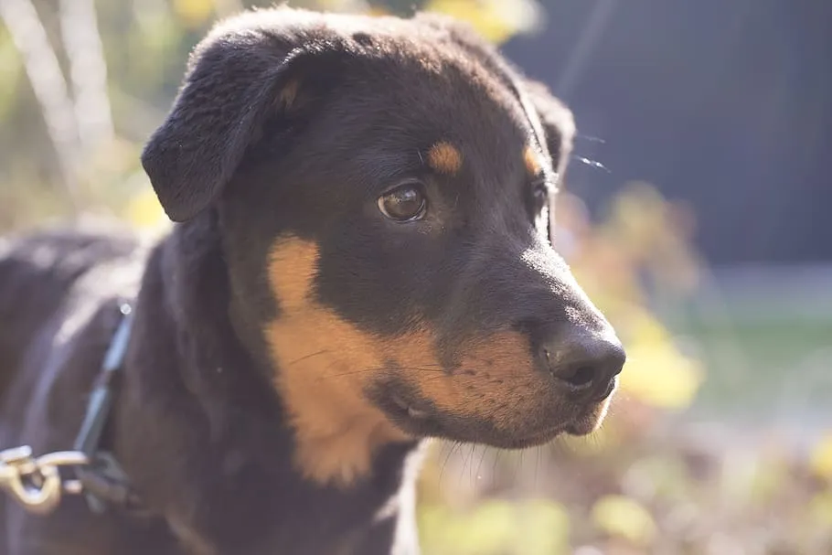 Golden Rottie Retriever